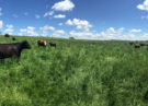 Cows in Field