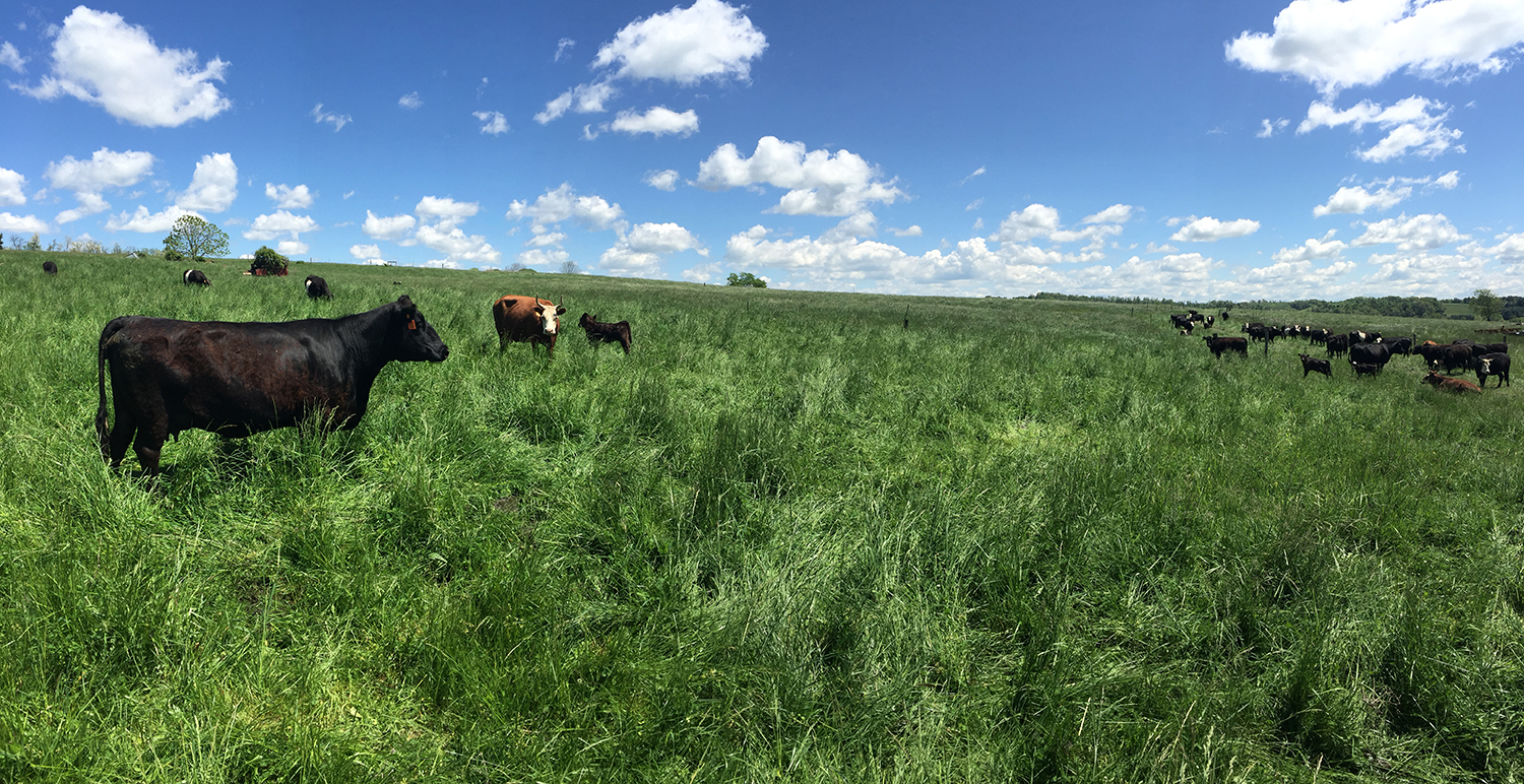 Cows in Field